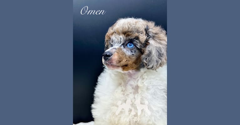 Omen, a Poodle (Small) tested with EmbarkVet.com