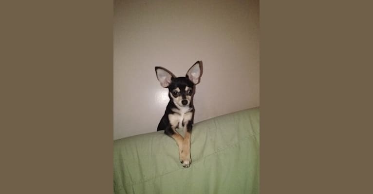 Photo of Rita Moreno Prieto Matos, a Chihuahua  in Vancouver, WA, USA