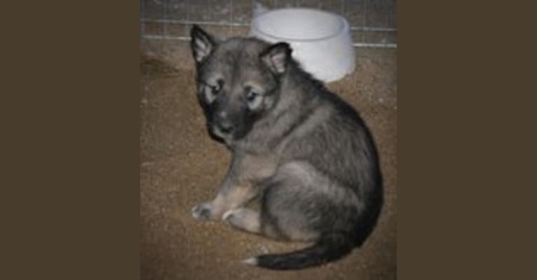 Syrenka, an Alaskan Malamute and German Shepherd Dog mix tested with EmbarkVet.com