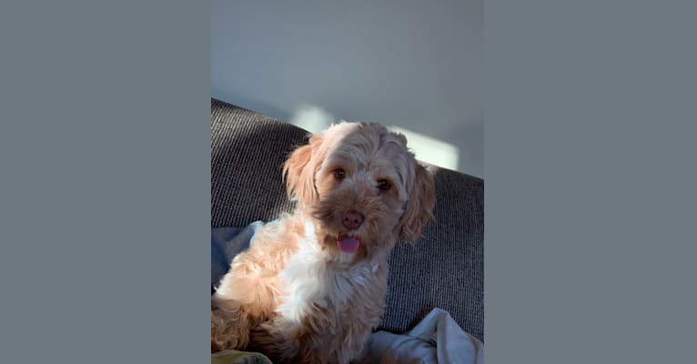 Photo of Daisy, a Poodle (Small), Shih Tzu, Maltese, and Mixed mix in Iqaluit, Nunavut, Canada