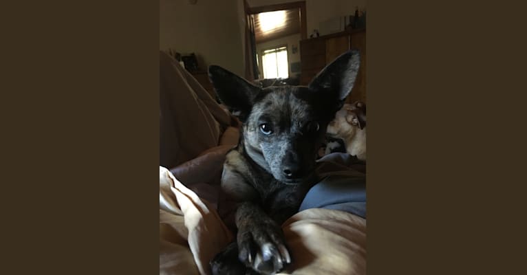 Photo of Ochi, a Chihuahua and Pomeranian mix in Arizona, USA