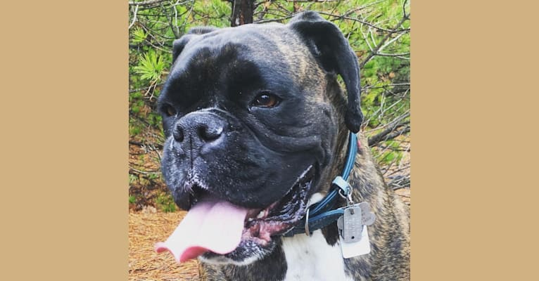 Murray, a Boxer tested with EmbarkVet.com