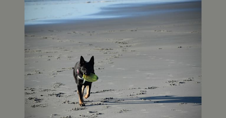 Carmen, a German Shepherd Dog tested with EmbarkVet.com