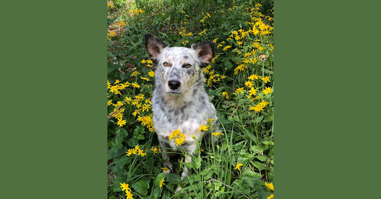 Photo of Dux, an Australian Cattle Dog and Border Collie mix in Denver, Colorado, USA