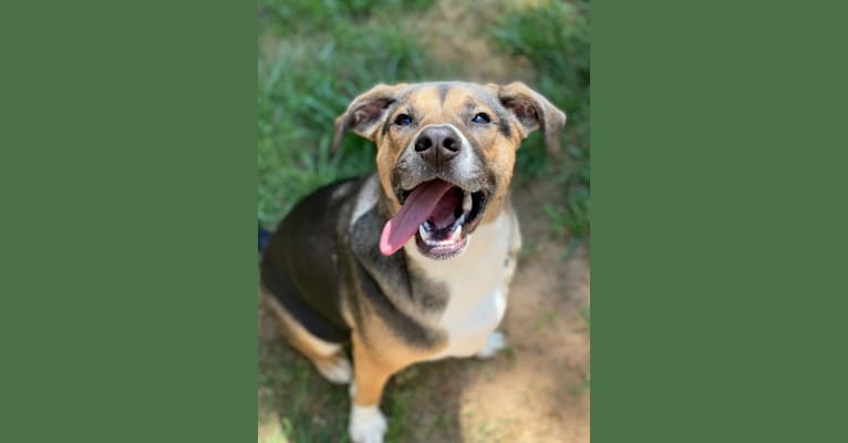 Photo of Winston (Winnie), a Beagle, Labrador Retriever, Siberian Husky, American Staffordshire Terrier, Chow Chow, and Mixed mix in Raleigh, North Carolina, USA