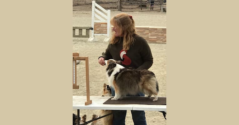 Bling, a Shetland Sheepdog tested with EmbarkVet.com