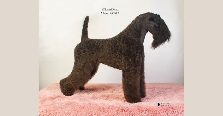 Photo of Electra, a Kerry Blue Terrier  in Kidder, MO, USA
