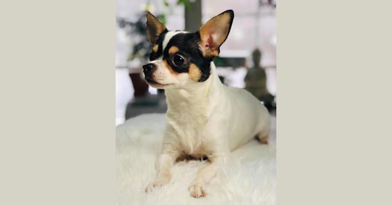 Photo of Siri, a Chihuahua  in Rome, NY, USA