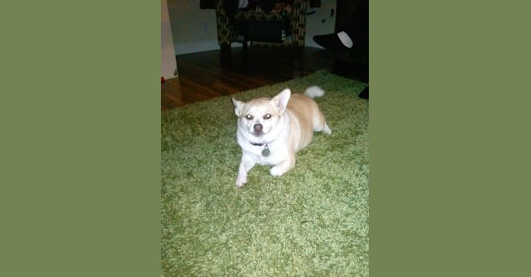 Minnie, a Pomeranian and Rat Terrier mix tested with EmbarkVet.com