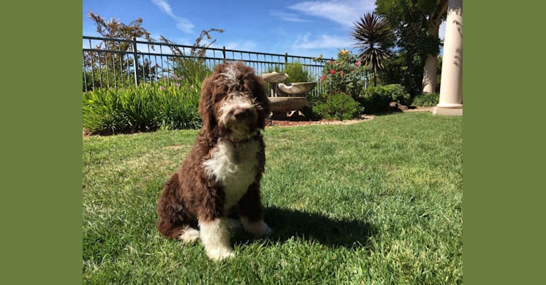 Bruno, a Spanish Water Dog tested with EmbarkVet.com