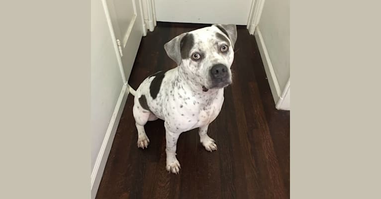Grey, a Staffordshire Terrier tested with EmbarkVet.com
