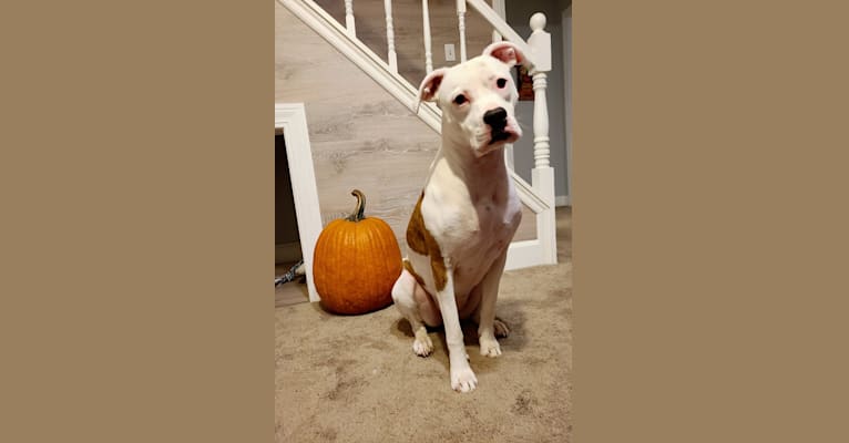 Photo of Perri, an American Pit Bull Terrier, Boxer, and American Staffordshire Terrier mix in West Virginia, USA