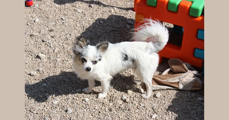 Amara, a Chihuahua tested with EmbarkVet.com