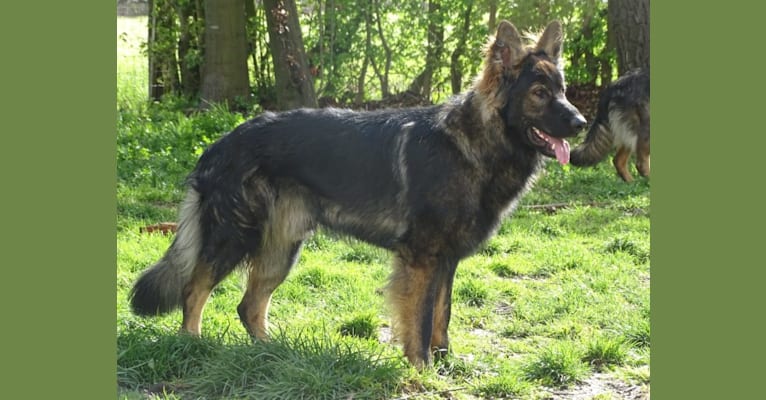Chai, a German Shepherd Dog tested with EmbarkVet.com