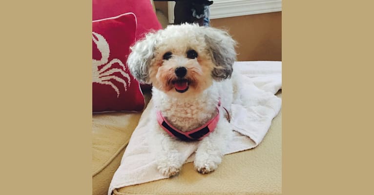 Lolly, a Bichon Frise and Havanese mix tested with EmbarkVet.com