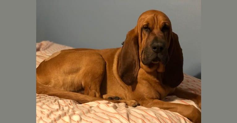 Peterbuilt, a Bloodhound tested with EmbarkVet.com
