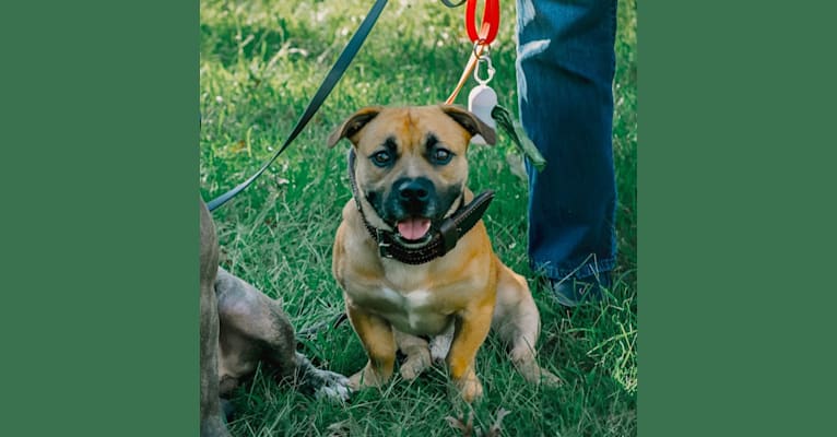 Photo of KINGSLEY, an American Pit Bull Terrier and Pekingese mix in New York, USA