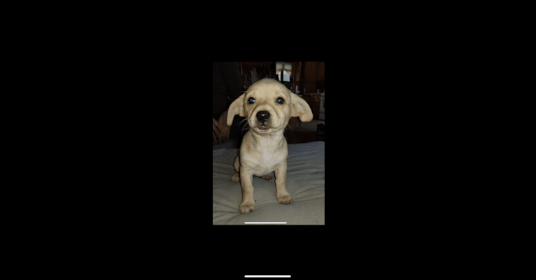 Baxter, a Chihuahua and Pekingese mix tested with EmbarkVet.com