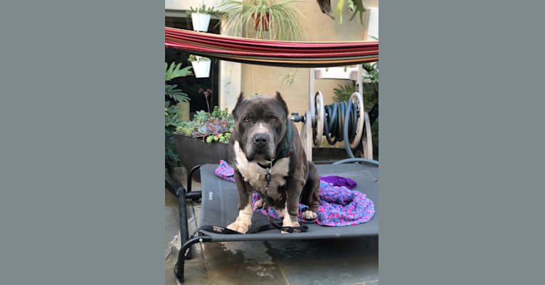 Otis, an American Pit Bull Terrier and Neapolitan Mastiff mix tested with EmbarkVet.com
