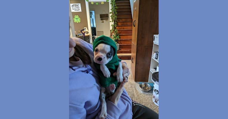 Brutus, a Boston Terrier tested with EmbarkVet.com