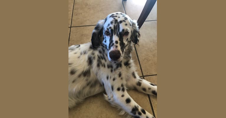 Winter, a Llewellin Setter tested with EmbarkVet.com