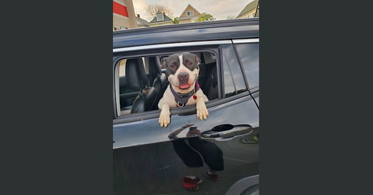 Photo of Harriet, an American Pit Bull Terrier  in Buffalo, New York, USA