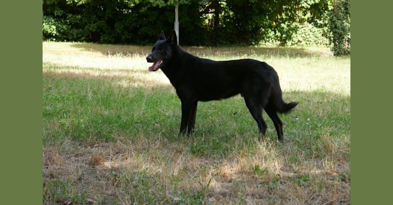 Moshae, a Canaan Dog tested with EmbarkVet.com