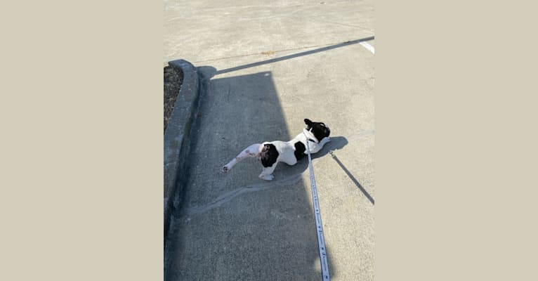 Koichi “Kohh”, a French Bulldog tested with EmbarkVet.com