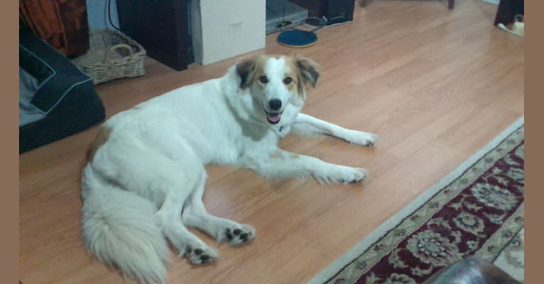 Scout, a Border Collie and Great Pyrenees mix tested with EmbarkVet.com