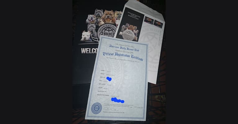 Teally, an American Bully tested with EmbarkVet.com
