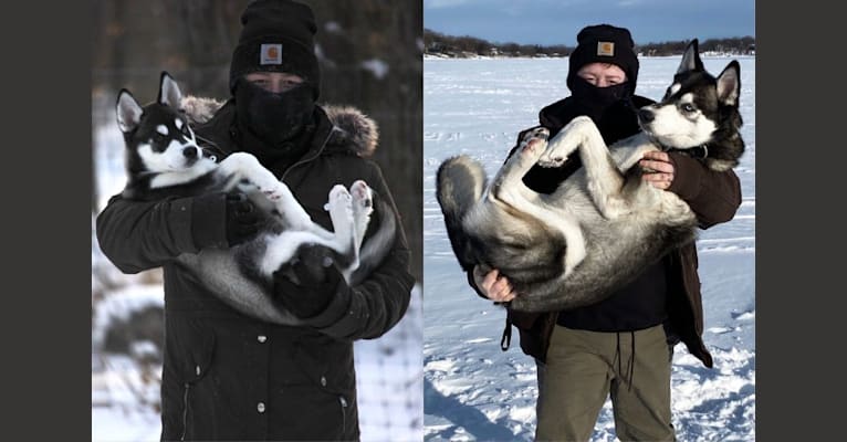 Photo of Avatar’s Polar Legend “Naga”, a Siberian Husky, Labrador Retriever, and Alaskan Malamute mix in Buffalo, Minnesota, USA