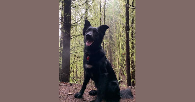 Embark Dog Dna Test Breed