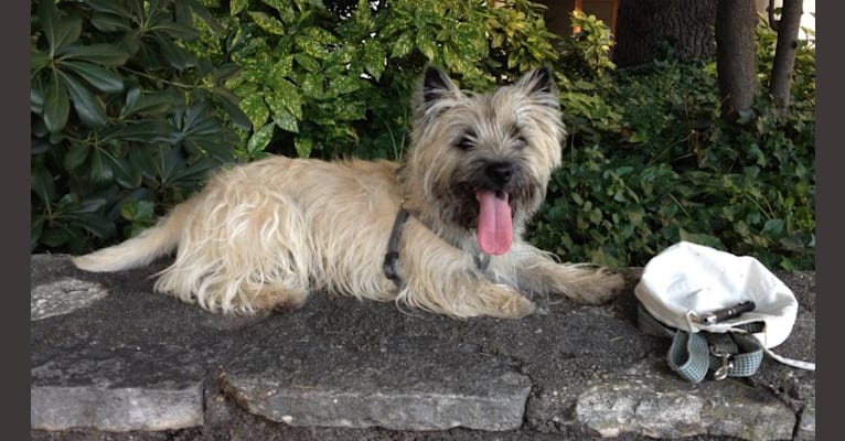 Nino, a Cairn Terrier tested with EmbarkVet.com