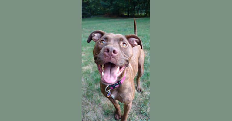 Lucy, an American Pit Bull Terrier and Labrador Retriever mix tested with EmbarkVet.com