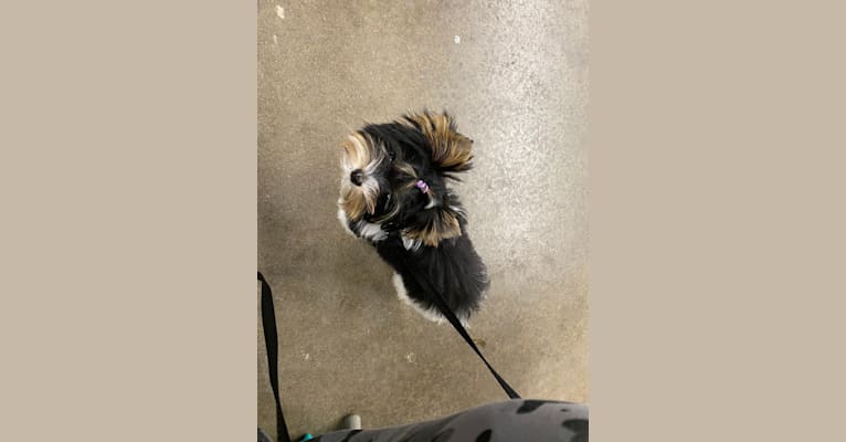 Oliver, a Biewer Terrier tested with EmbarkVet.com