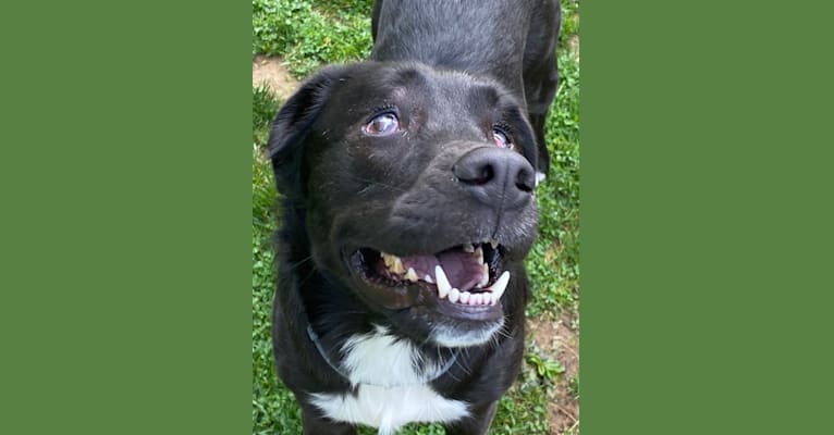 Fredo, an American Pit Bull Terrier and English Springer Spaniel mix tested with EmbarkVet.com