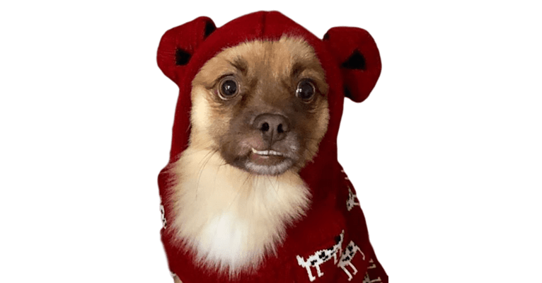 Aspen, a Pomeranian and Shih Tzu mix tested with EmbarkVet.com