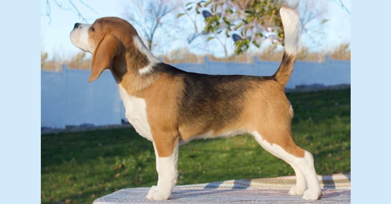 Jewel, a Beagle tested with EmbarkVet.com