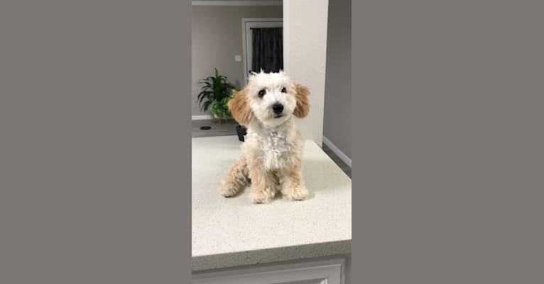 Lulu, a Bichonpoo (17.0% unresolved) tested with EmbarkVet.com