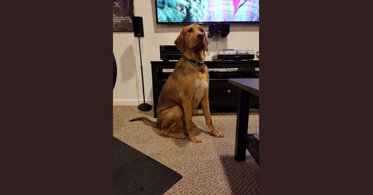 Copper, a Bloodhound and Labrador Retriever mix tested with EmbarkVet.com