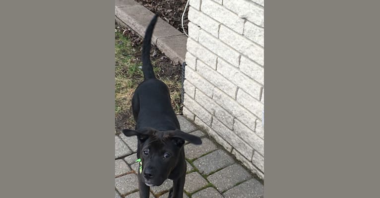 Axel, a Staffordshire Terrier and Rottweiler mix tested with EmbarkVet.com