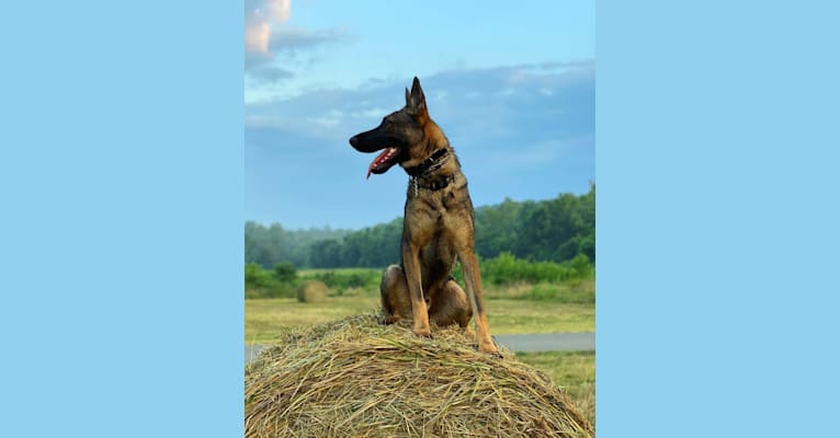 Photo of River, a German Shepherd Dog and Dutch Shepherd mix in Georgia, USA