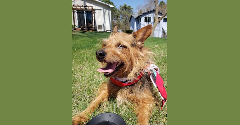 Photo of Rondo, a Yorkshire Terrier, Chihuahua, Cocker Spaniel, and Mixed mix in Naples, Florida, USA
