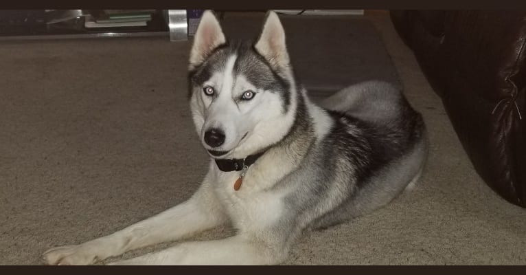 Rinie, a Siberian Husky tested with EmbarkVet.com