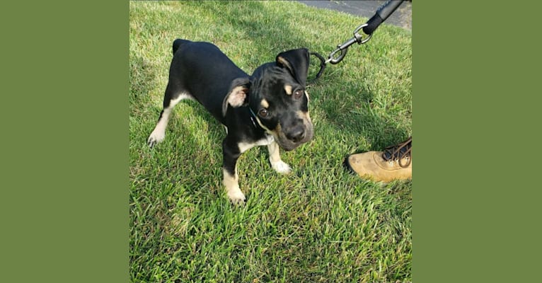 Chopper, an American Pit Bull Terrier and Australian Cattle Dog mix tested with EmbarkVet.com