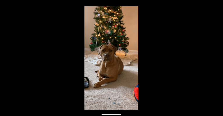 Marco, a Boerboel and American Pit Bull Terrier mix tested with EmbarkVet.com