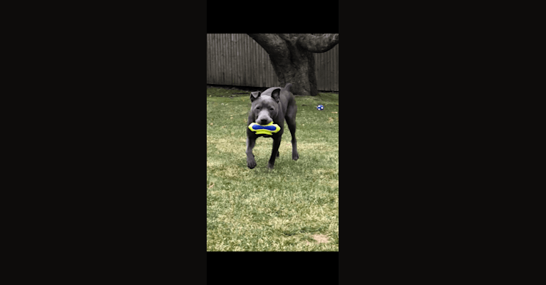 Photo of Brady, an American Pit Bull Terrier, Australian Cattle Dog, American Staffordshire Terrier, and Mixed mix in Kentucky, USA