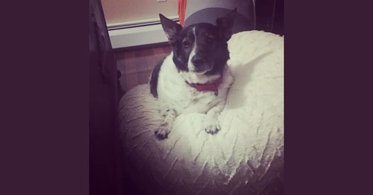 Captain, a Rat Terrier and Australian Cattle Dog mix tested with EmbarkVet.com