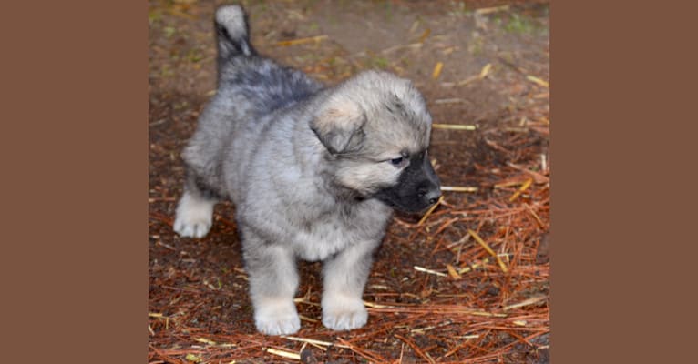 Ben, a German Shepherd Dog and Alaskan Malamute mix tested with EmbarkVet.com