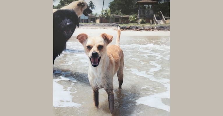 Photo of Blip, a Chihuahua, Cocker Spaniel, German Shepherd Dog, and Mixed mix in Puerto Rico